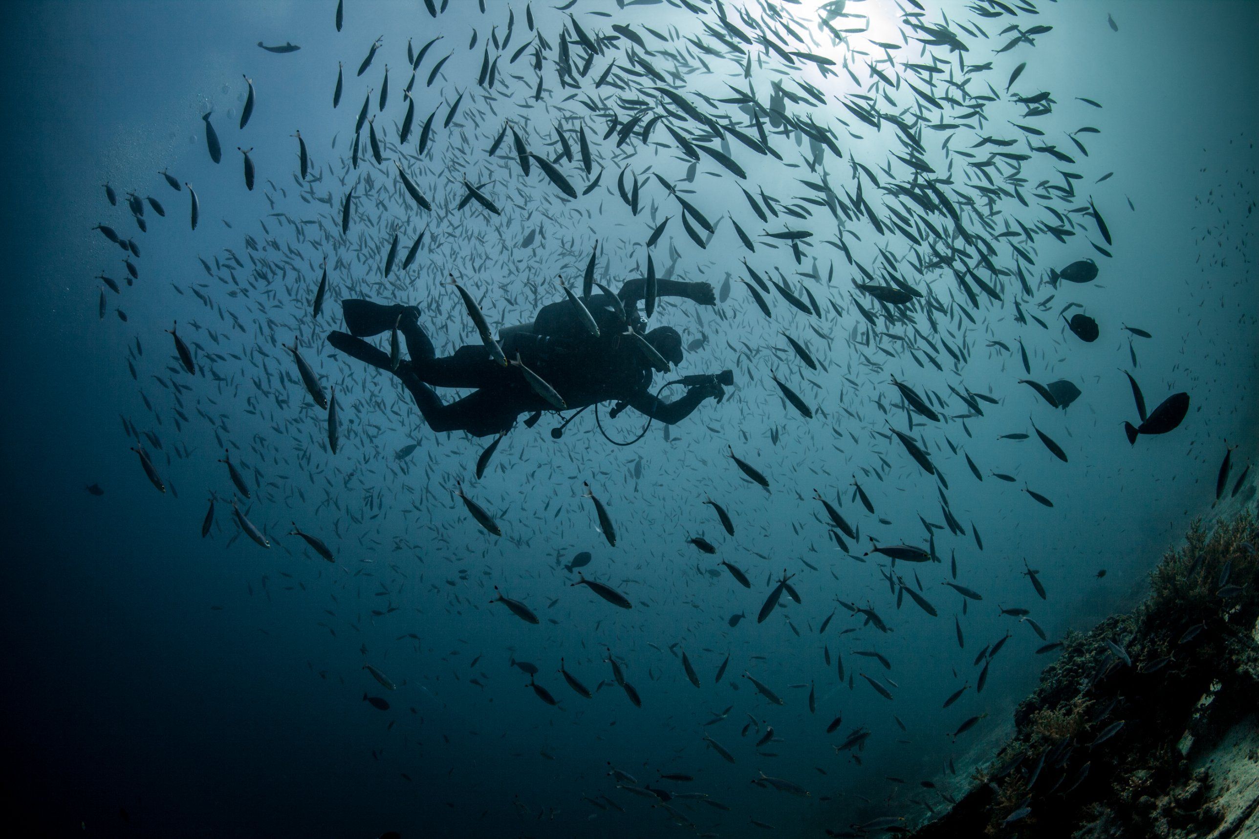A scuba diver silhouetted below the surface inside a large school of fish, with sunlight breaking through above